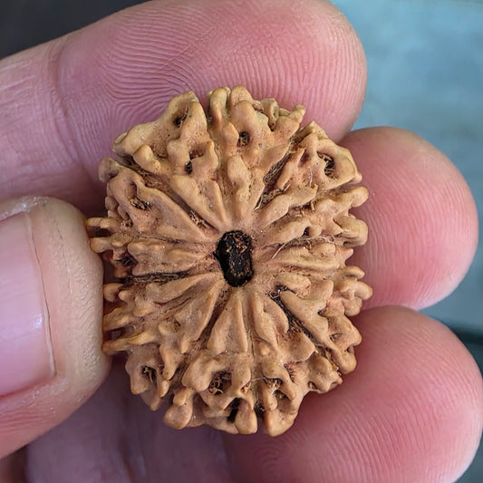 12 Mukhi Nepal Rudraksha | Lab Certified with X-Ray Report | 26.17 mm | 16.95 Carat | Infused with Surya Dev’s Power for Confidence & Triumph