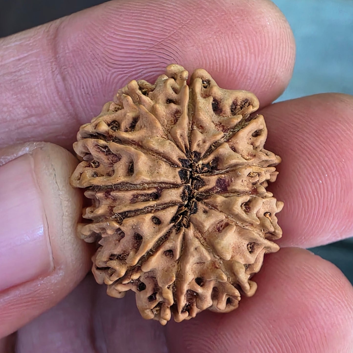 12 Mukhi Nepal Rudraksha | Lab Certified with X-Ray Report | 26.17 mm | 16.95 Carat | Infused with Surya Dev’s Power for Confidence & Triumph