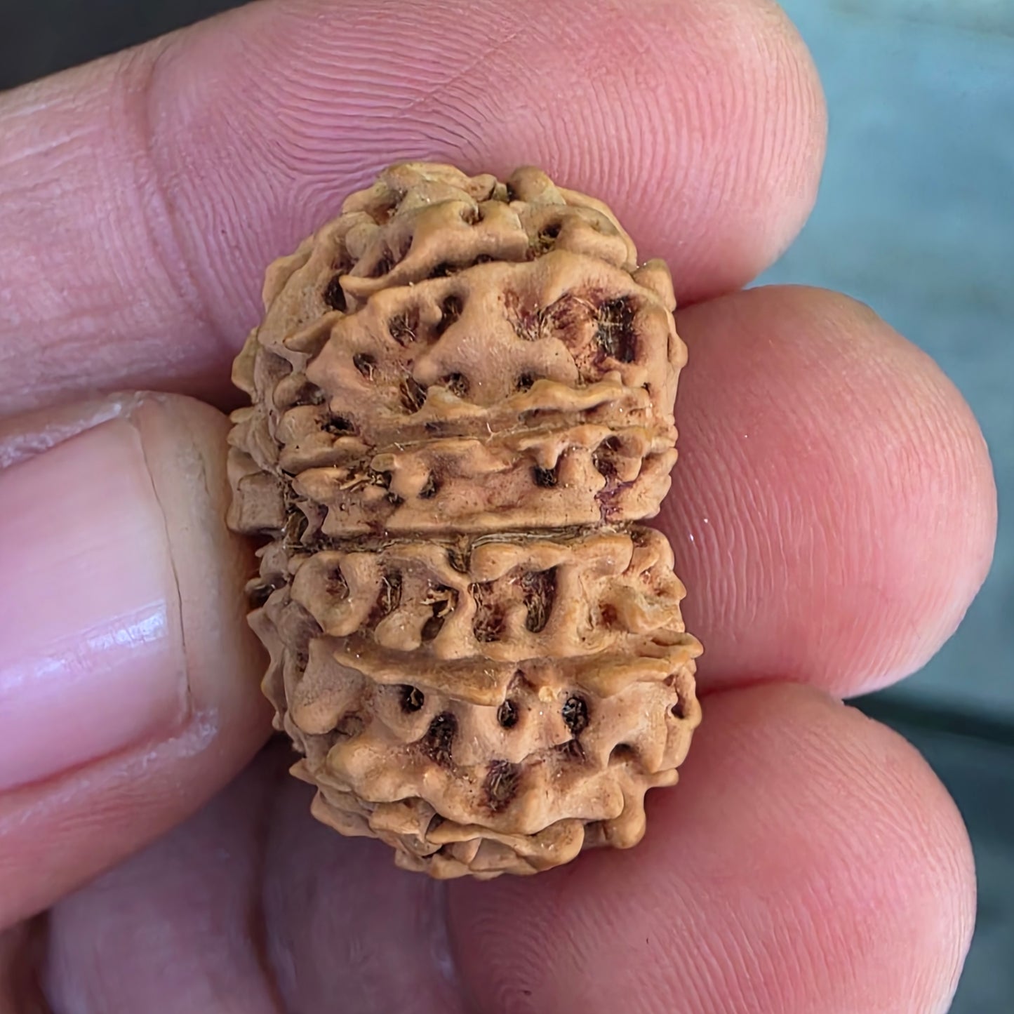 12 Mukhi Nepal Rudraksha | Lab Certified with X-Ray Report | 26.17 mm | 16.95 Carat | Infused with Surya Dev’s Power for Confidence & Triumph