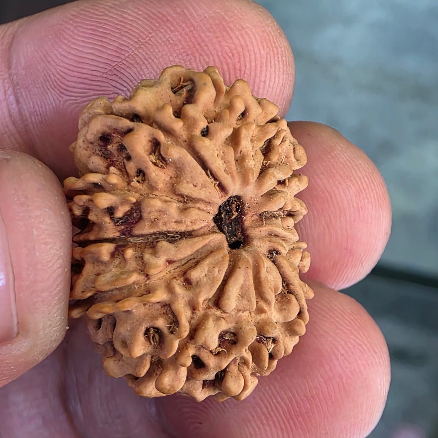 12 Mukhi Nepal Rudraksha | Lab Certified with X-Ray Report | 26.17 mm | 16.95 Carat | Infused with Surya Dev’s Power for Confidence & Triumph
