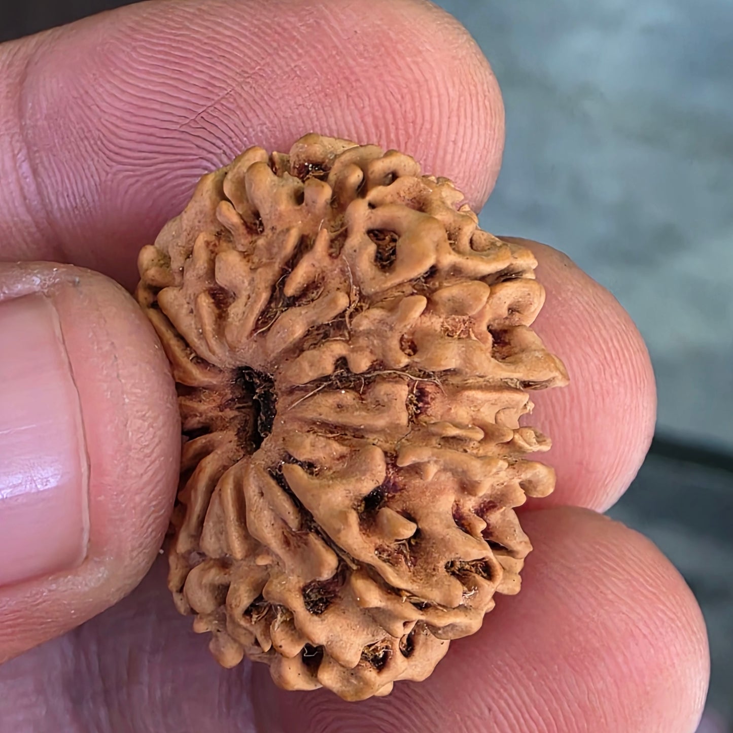 12 Mukhi Nepal Rudraksha | Lab Certified with X-Ray Report | 26.17 mm | 16.95 Carat | Infused with Surya Dev’s Power for Confidence & Triumph