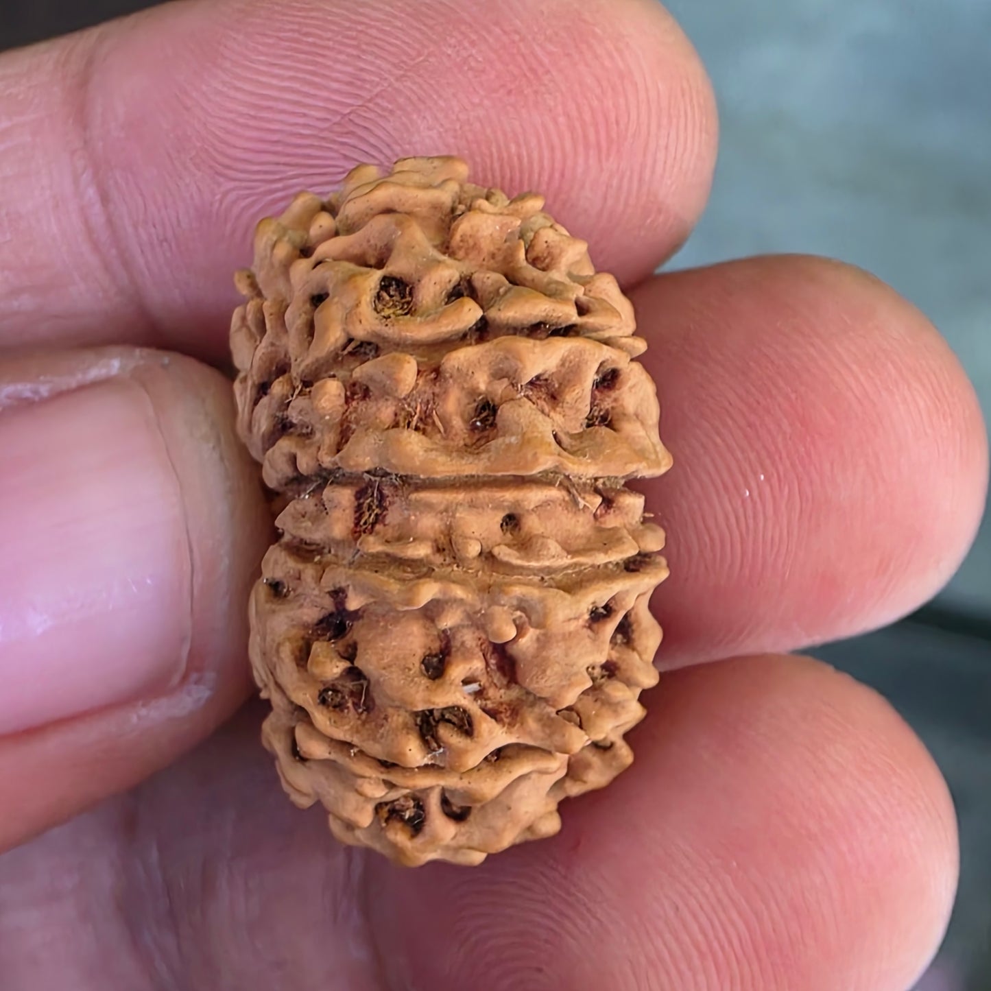 12 Mukhi Nepal Rudraksha | Lab Certified with X-Ray Report | 26.17 mm | 16.95 Carat | Infused with Surya Dev’s Power for Confidence & Triumph