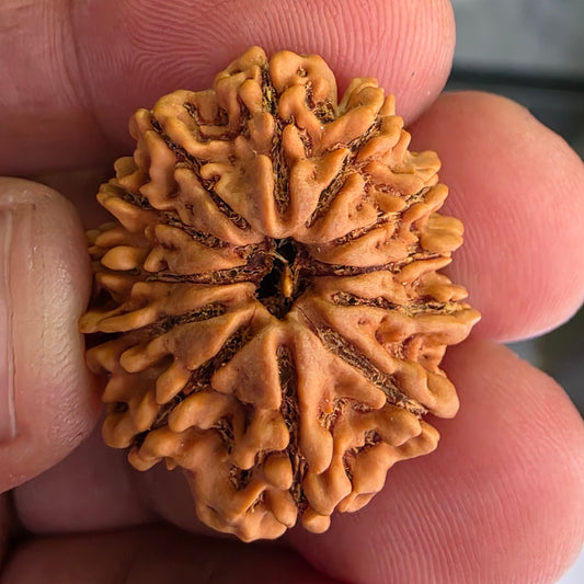 12 Mukhi Collector Nepal Rudraksha | Lab Certified with X-Ray Report | 27.10 mm | 22.35 Carat | Radiating Confidence and Divine Energy