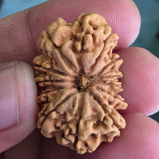 12 Mukhi Super Collector Nepal Rudraksha | 29.20 mm, 17.26 Carat | Lab Certified & X-Ray Tested | Lord Surya’s Radiance for Strength & Triumph