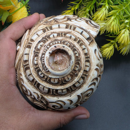 Vamavrati / Blowing Shankh With Beautiful Crafted Lord Ganesha Big Size