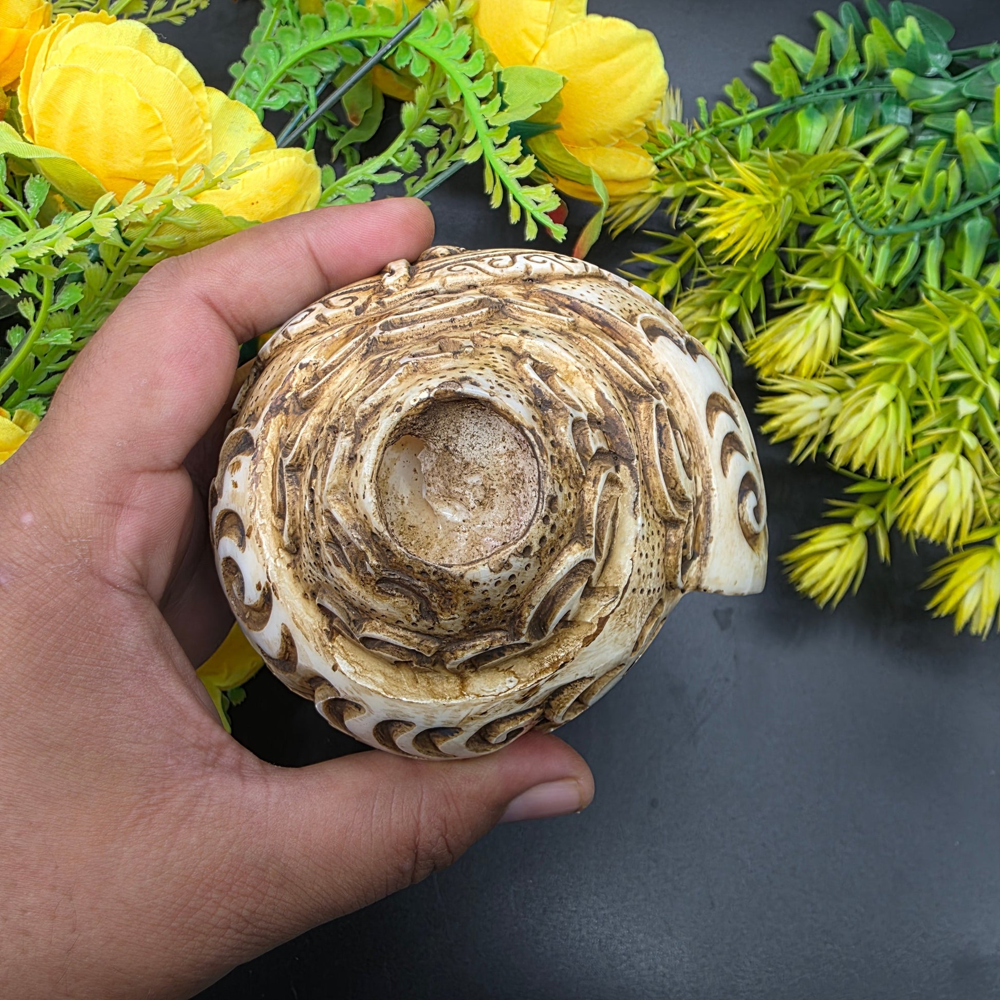 “Backside view of natural Vamavrati conch shell with smooth polished finish”