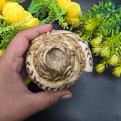 “Backside view of natural Vamavrati conch shell with smooth polished finish”