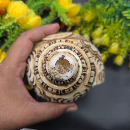 Vamavrati / Blowing Shankh With Beautiful Crafted Lord Radha Krishna Big Size