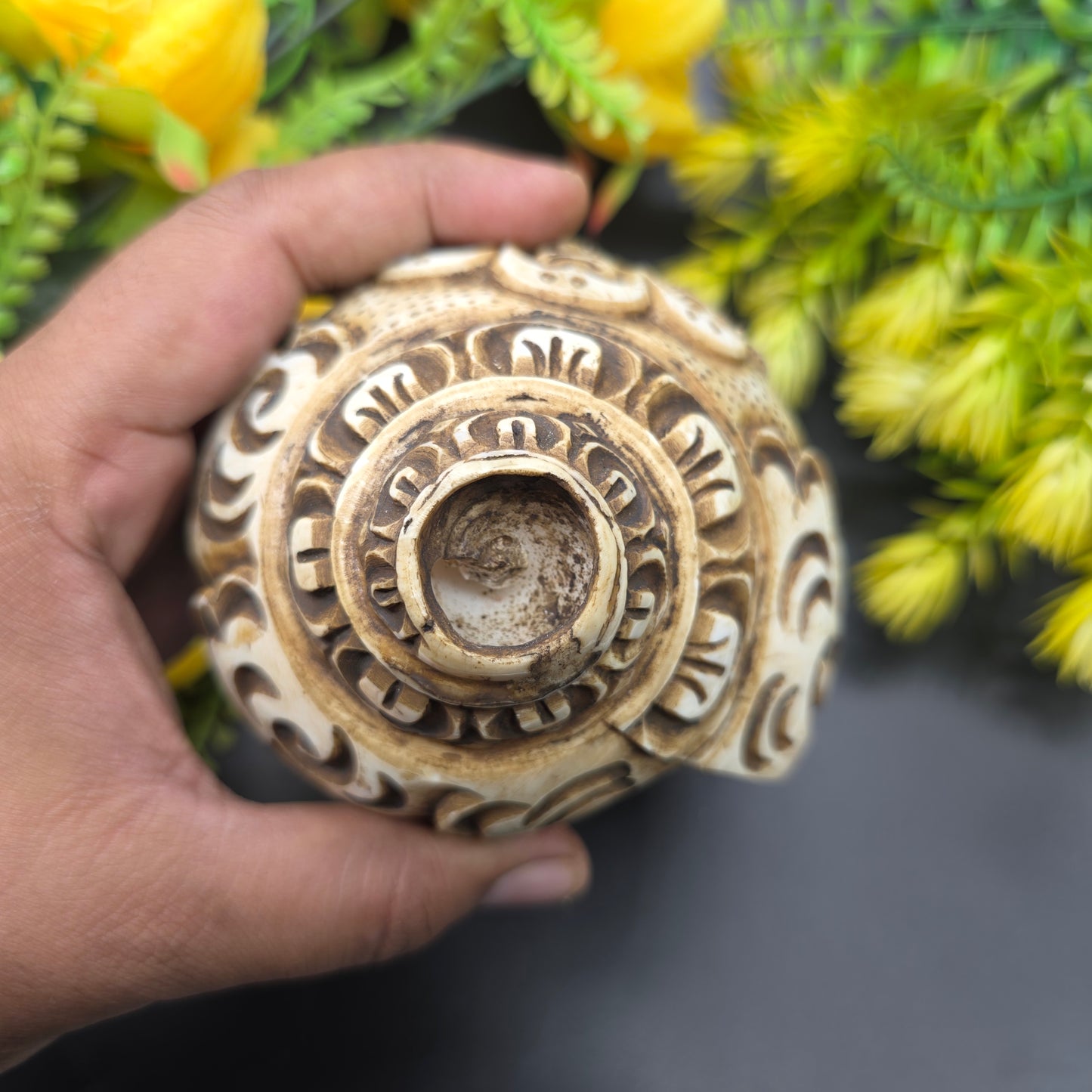 Vamavrati / Blowing Shankh With Beautiful Crafted Lord Narsingh Ji Big Size