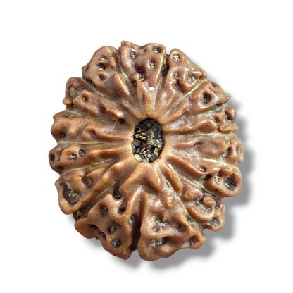 14 mukhi Java Rudraksha 18.54 mm, 1.929 Grams