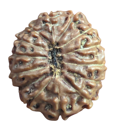 14 mukhi Java Rudraksha 18.54 mm, 1.929 Grams