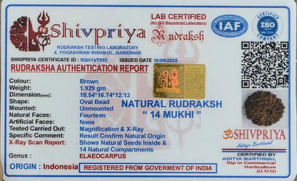 14 mukhi Java Rudraksha 18.54 mm, 1.929 Grams