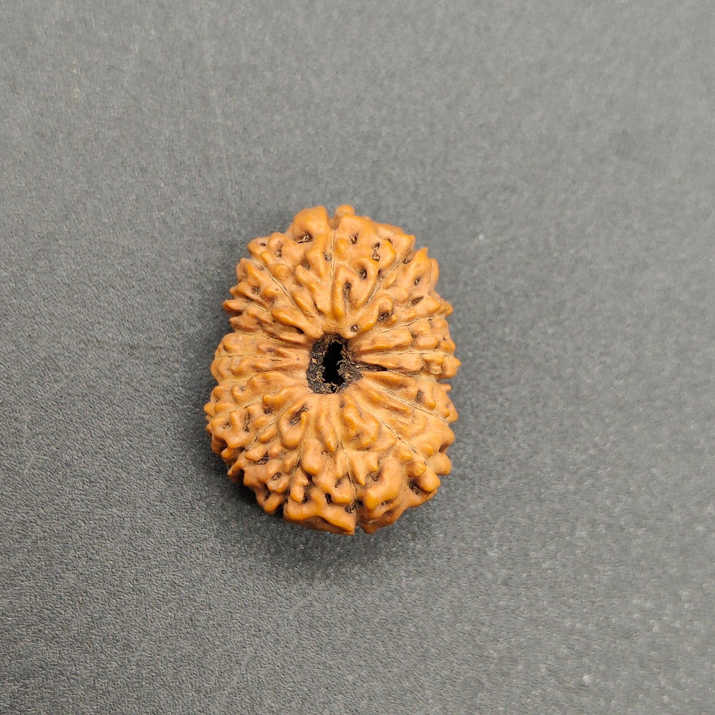 16 Mukhi / Sixteen Face Java Collector Rudraksha 20.80mm