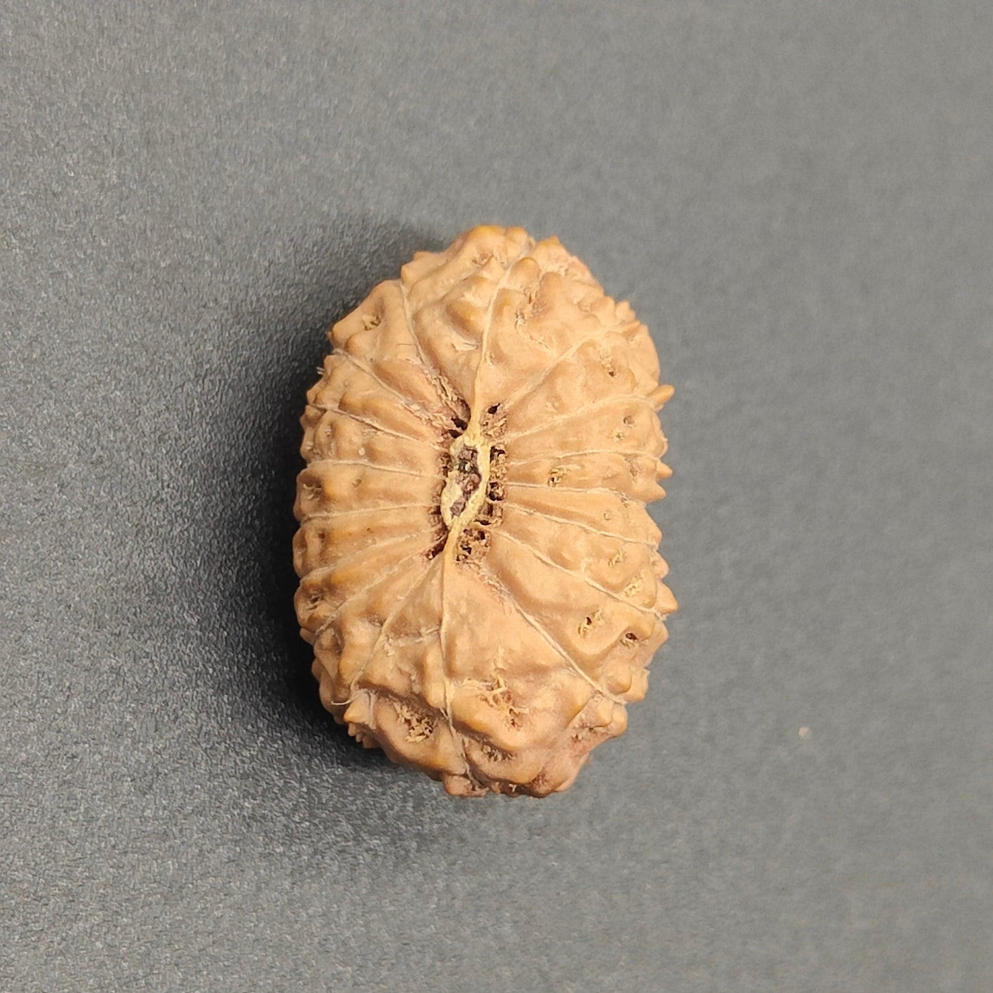 17 Mukhi / Seventeen Face Java Rudraksha (Collector) 21 mm Plus