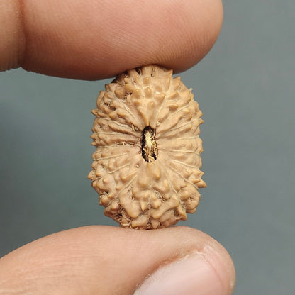 17 Mukhi / Seventeen Face Java Rudraksha (Collector) 21 mm Plus