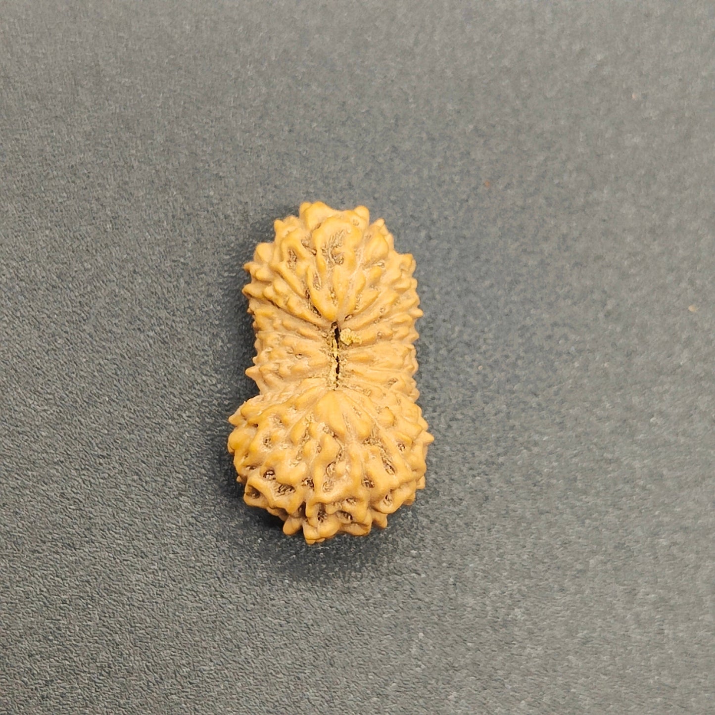 19 Mukhi / Nineteen Face Java Rudraksha 17 mm