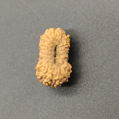 19 Mukhi / Nineteen Face Java Rudraksha 17 mm