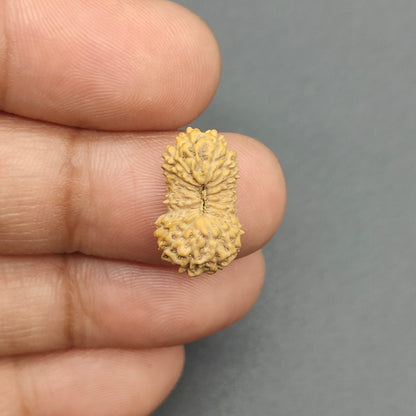 19 Mukhi / Nineteen Face Java Rudraksha 17 mm