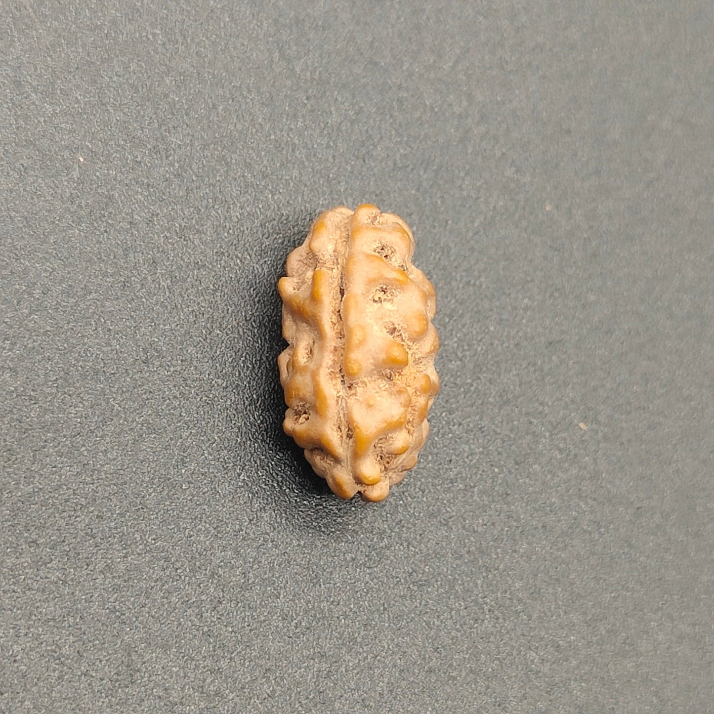 Ek Mukhi / One Face Super Collector Java Rudraksha 14.5 mm