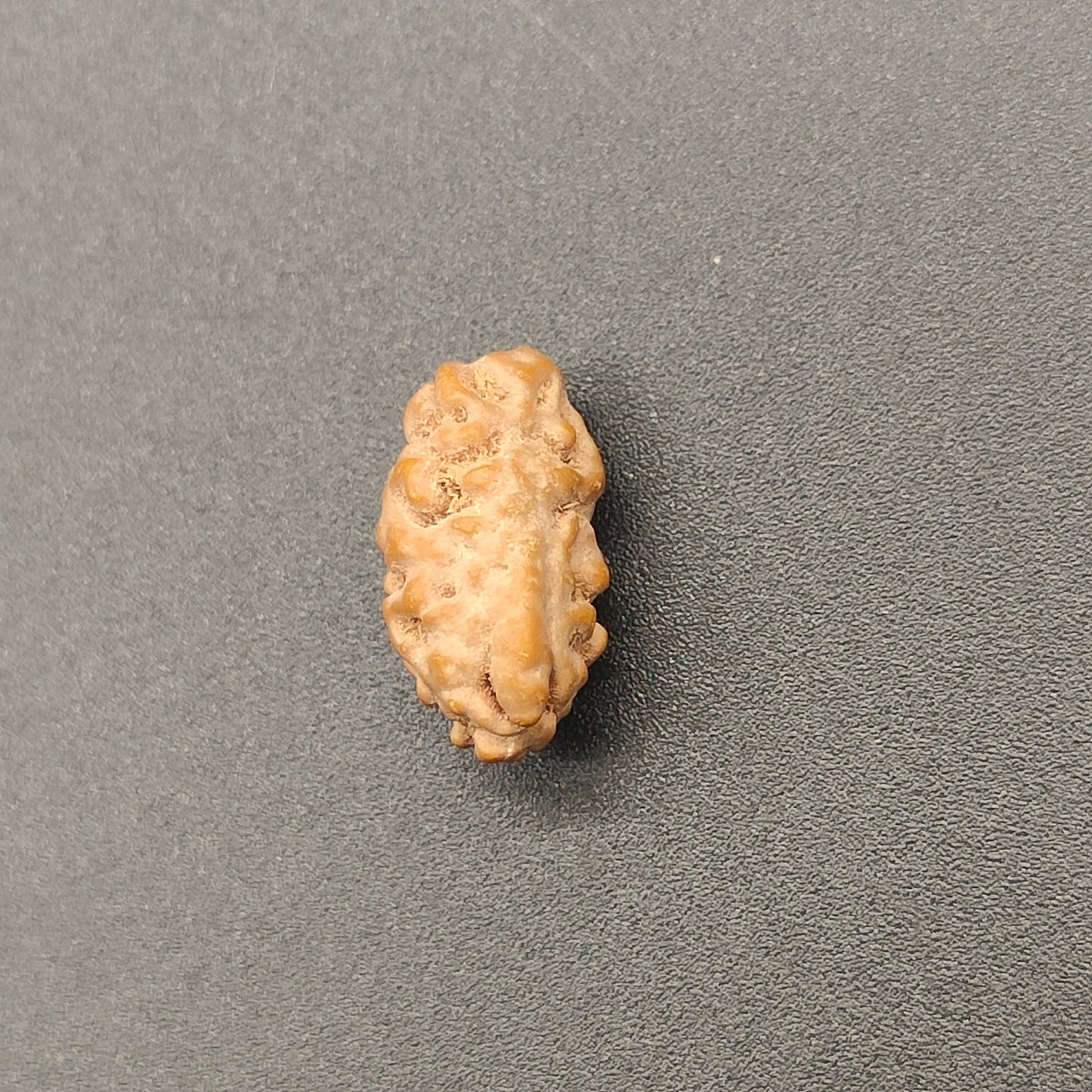 Ek Mukhi / One Face Super Collector Java Rudraksha 14.5 mm