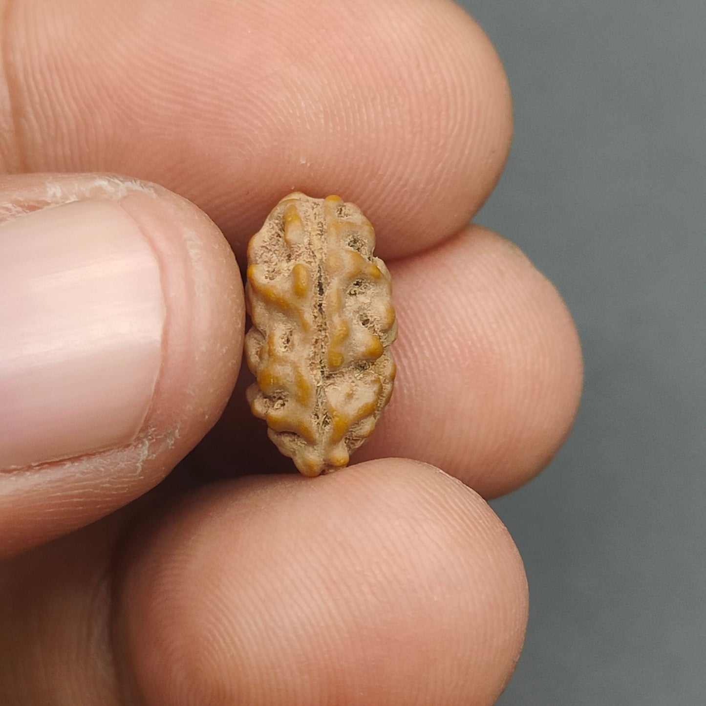 Ek Mukhi / One Face Super Collector Java Rudraksha 14.5 mm