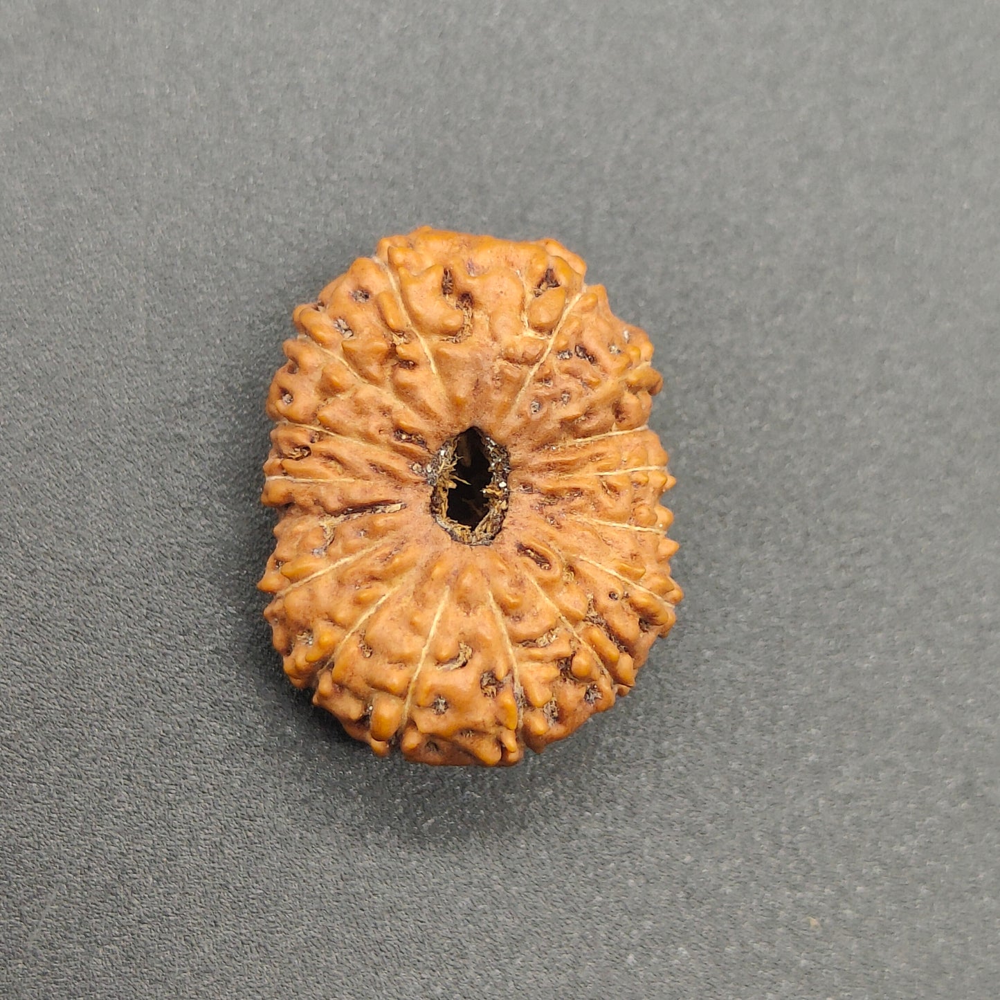 17 Mukhi / Seventeen Face Java Rudraksha Collector 21.62 mm