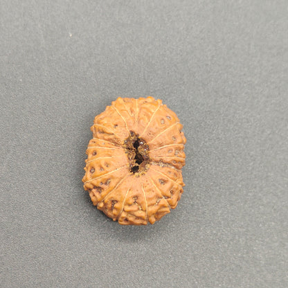 17 Mukhi / Seventeen Face Java Rudraksha Collector 21.62 mm