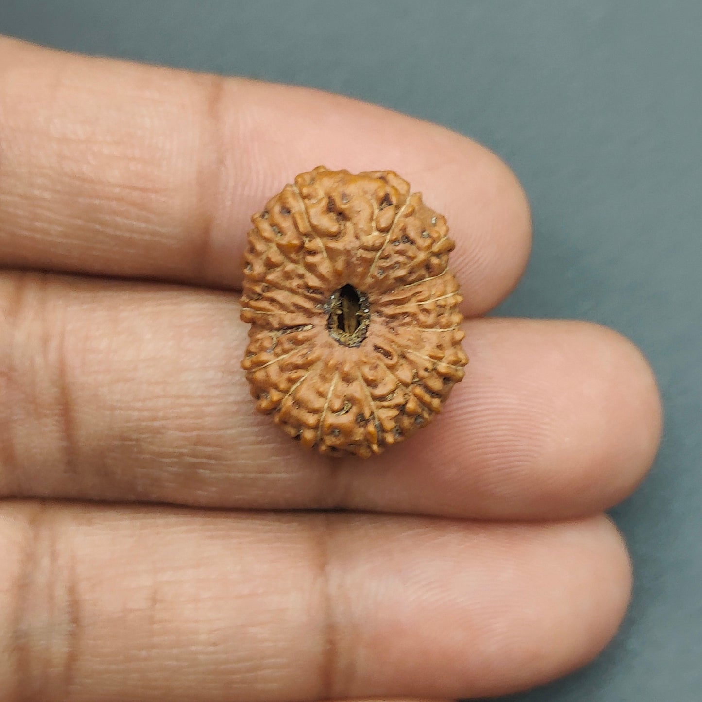 17 Mukhi / Seventeen Face Java Rudraksha Collector 21.62 mm