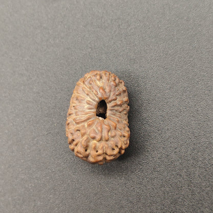 17 Mukhi / Seventeen Face Java Rudraksha Collector 20 mm