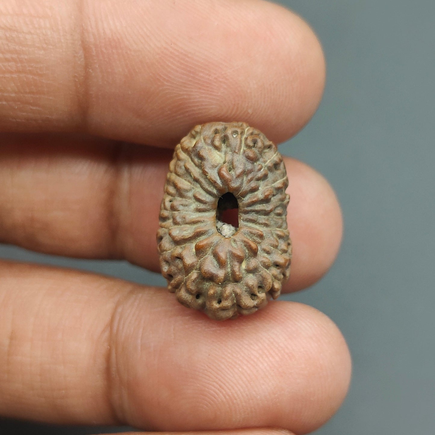 17 Mukhi / Seventeen Face Java Rudraksha Collector 20 mm