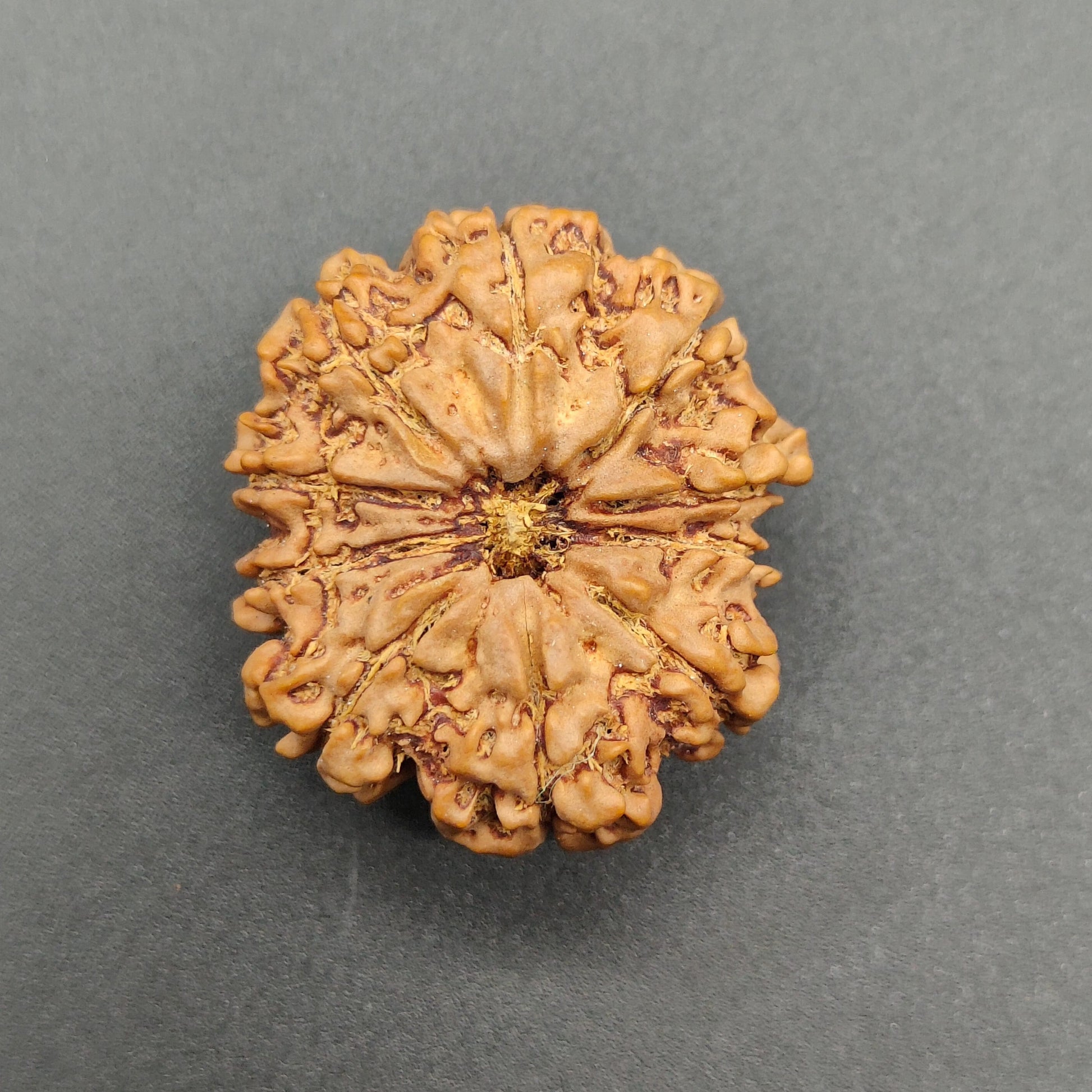 10 Mukhi / Ten Face Super Collector Nepal Rudraksha 