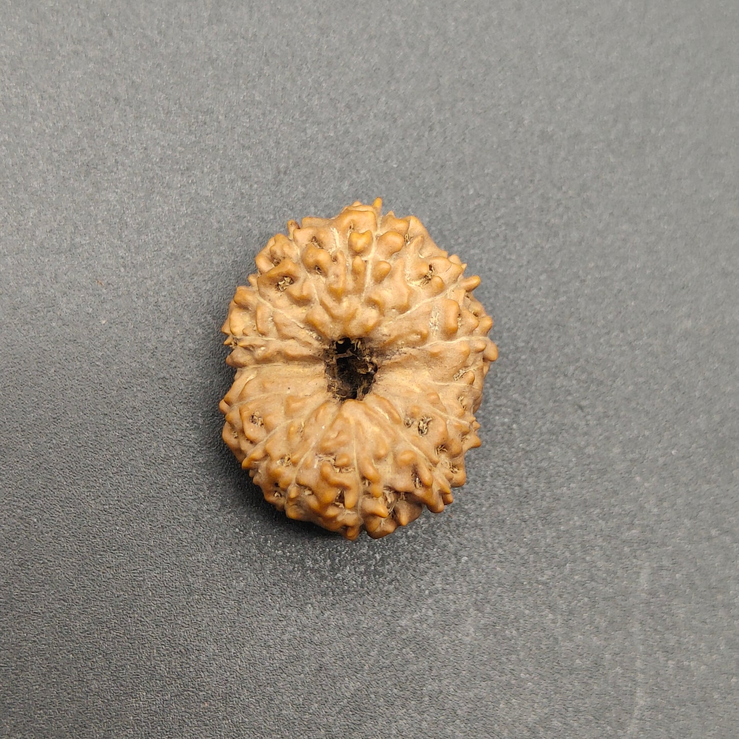 14 mukhi/Faces Java Rudraksha 22mm plus, 2.22gram