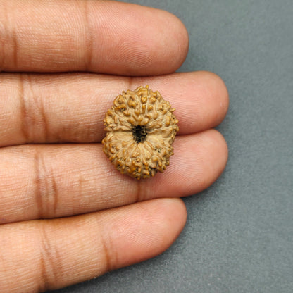 14 mukhi/Faces Java Rudraksha 22mm plus, 2.22gram