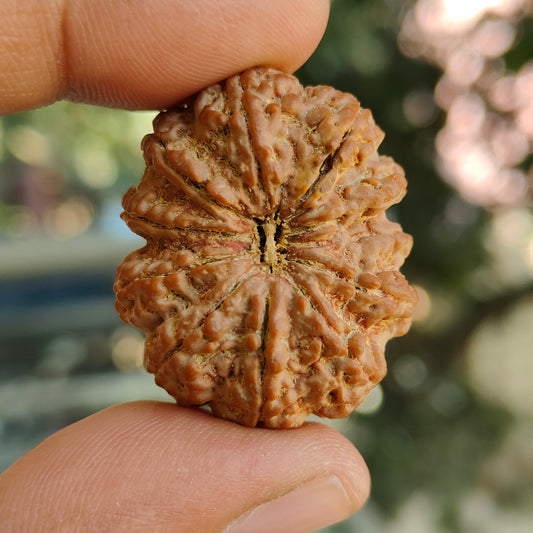 Rare 13 Mukhi Super Collector Nepal Rudraksha | Power of Indra & Kamadeva | IGL Lab Certified | 34.16mm, 7.65gram
