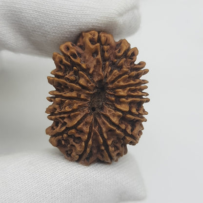 14 Mukhi / Fourteen face Nepal rudraksha IGL Certified 30.60 mm, 3.900 grams