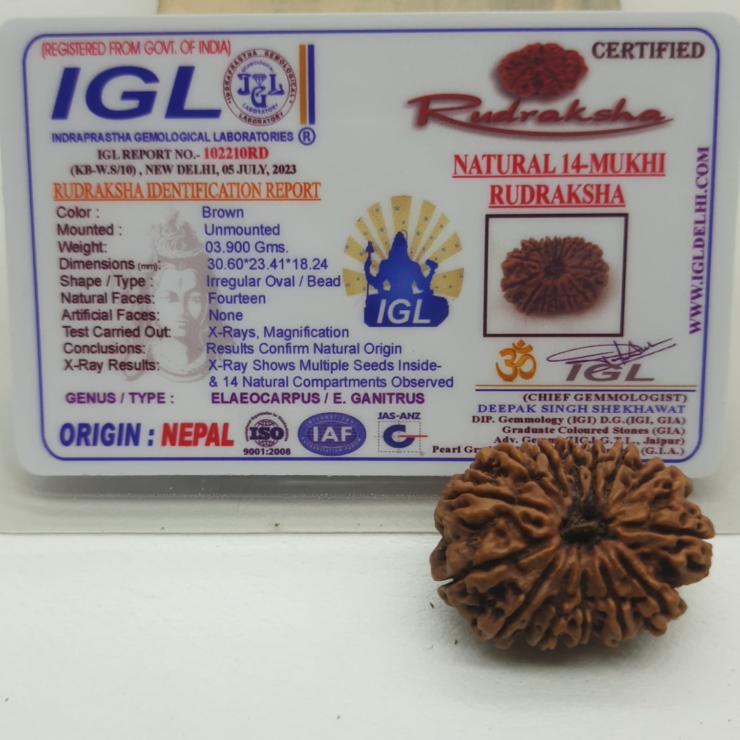 14 Mukhi / Fourteen face Nepal rudraksha IGL Certified 30.60 mm, 3.900 grams