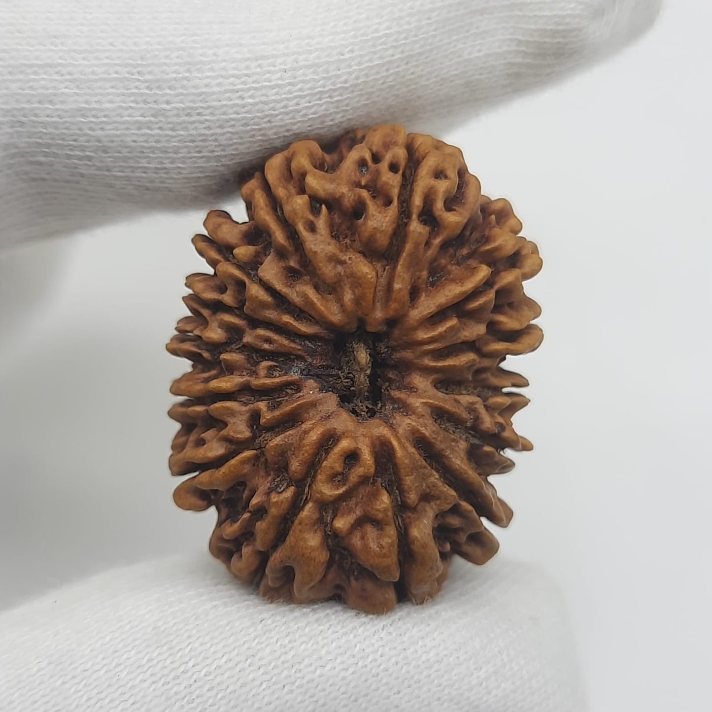 14 Mukhi / Fourteen face Nepal rudraksha IGL Certified 30.60 mm, 3.900 grams