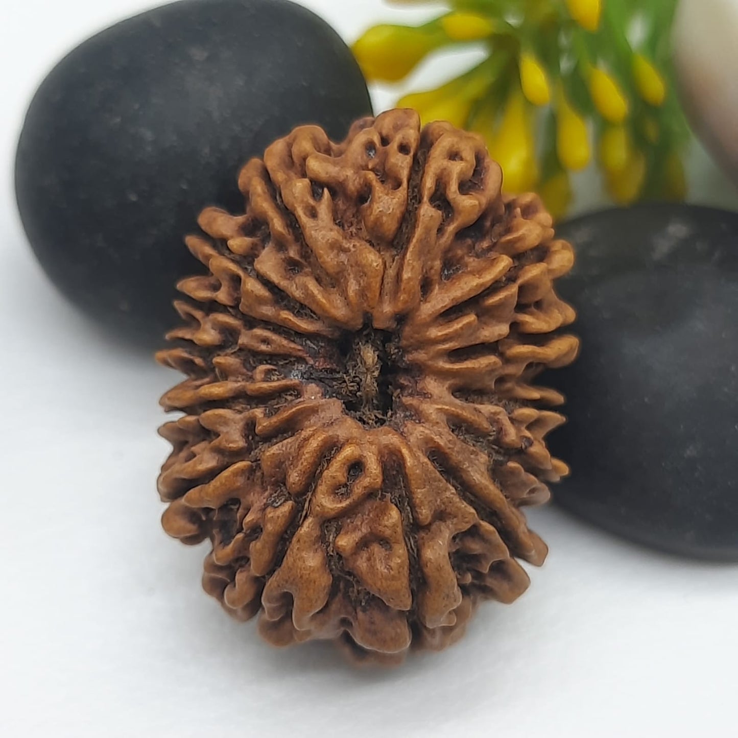 14 Mukhi / Fourteen face Nepal rudraksha IGL Certified 30.60 mm, 3.900 grams