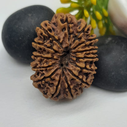 14 Mukhi / Fourteen face Nepal rudraksha IGL Certified 30.60 mm, 3.900 grams