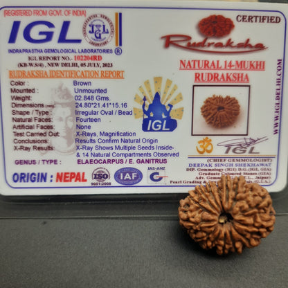 14 Mukhi / Fourteen Face Nepal Rudraksha IGL Certified 24.80 mm, 2.848 grams