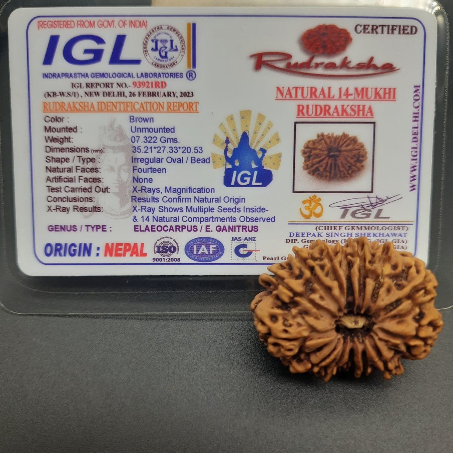 14 Mukhi / Fourteen face Nepal rudraksha with IGL Certified 35.21 mm, 7.322 grams
