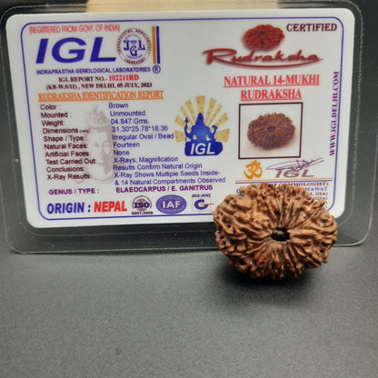 14 Mukhi / Fourteen face Nepal Rudraksha with IGL Certified 31.30 mm, 4.847 grams
