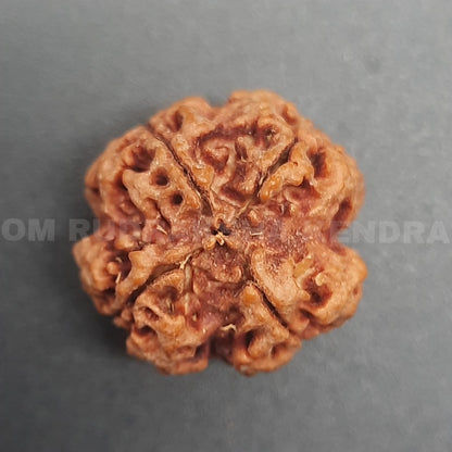 4 Mukhi / Four Face Nepal Rudraksha