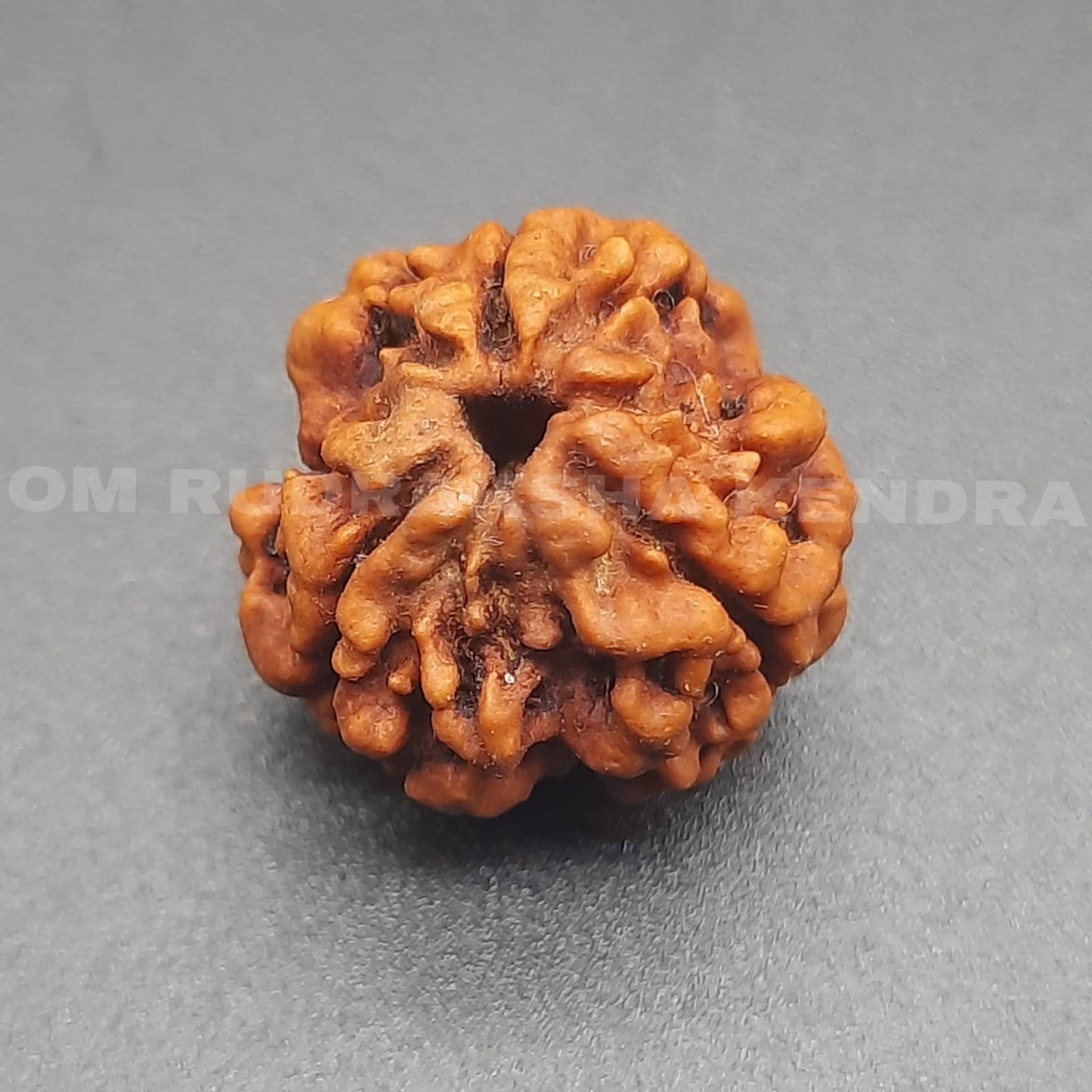 3 Mukhi / Three Face Nepal Rudraksha