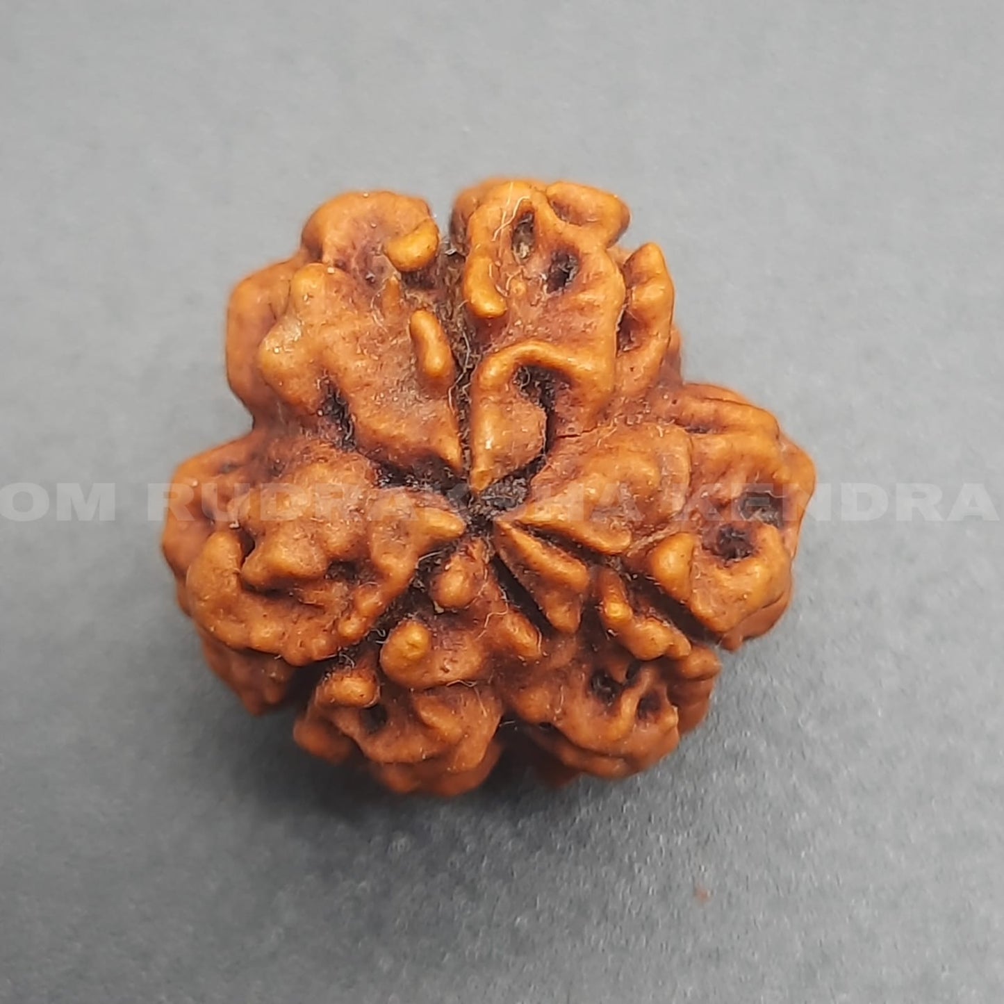 3 Mukhi / Three Face Nepal Rudraksha