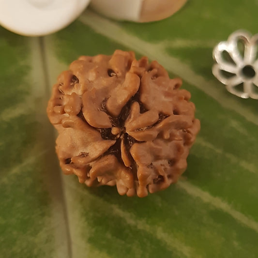Unmukhi / Faceless Nepal Rudraksha IGL Certified 19.50mm, 2.45 Gram