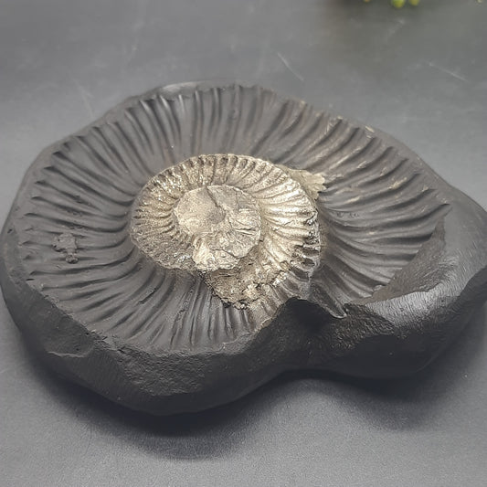 Natural Sudarshan Shaligram For Home, Office or Temple | Sourced from Gandaki River, Nepal 310gram