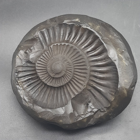 Natural Sudarshan Shaligram For Home, Office or Temple | Sourced from Gandaki River, Nepal 430-440 gram