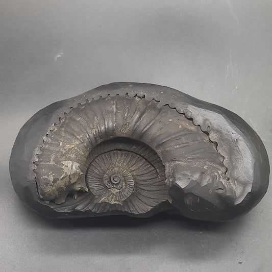 Natural Sudarshan Shaligram For Home, Office or Temple | Sourced from Gandaki River, Nepal 664 grams