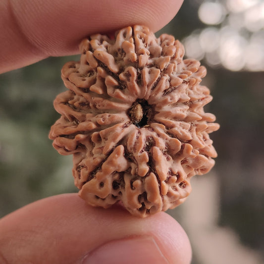 12 Mukhi Super Collector Nepal Rudraksha | 30.63 mm, 6.204 grams | Lab Certified | Radiant Sun Energy & Divine Strength